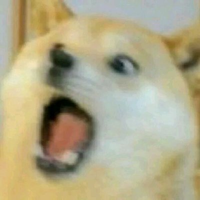 小N催更专用表情包 & 皮柴表情包2.0（？